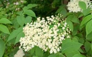 Wycieczka do Ogrodu Botanicznego w Mikołowie (15)
